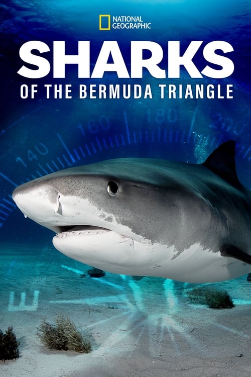 دانلود فیلم Sharks of the Bermuda Triangle