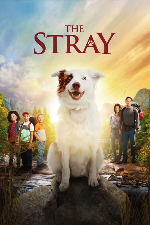 دانلود فیلم The Stray